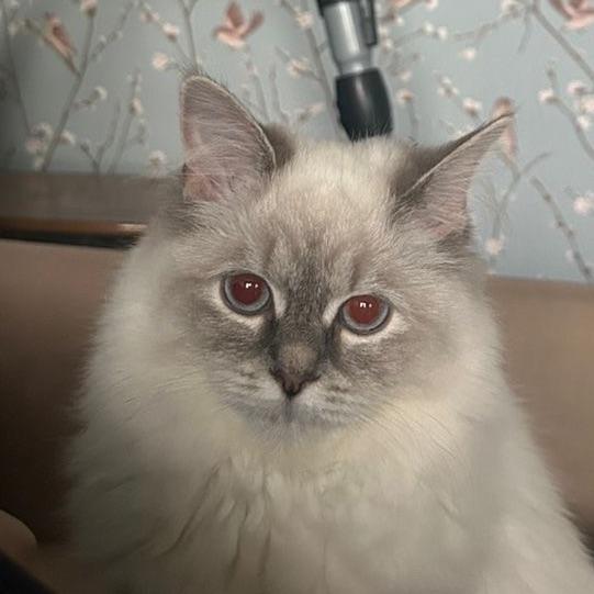 dNGRluca avatar