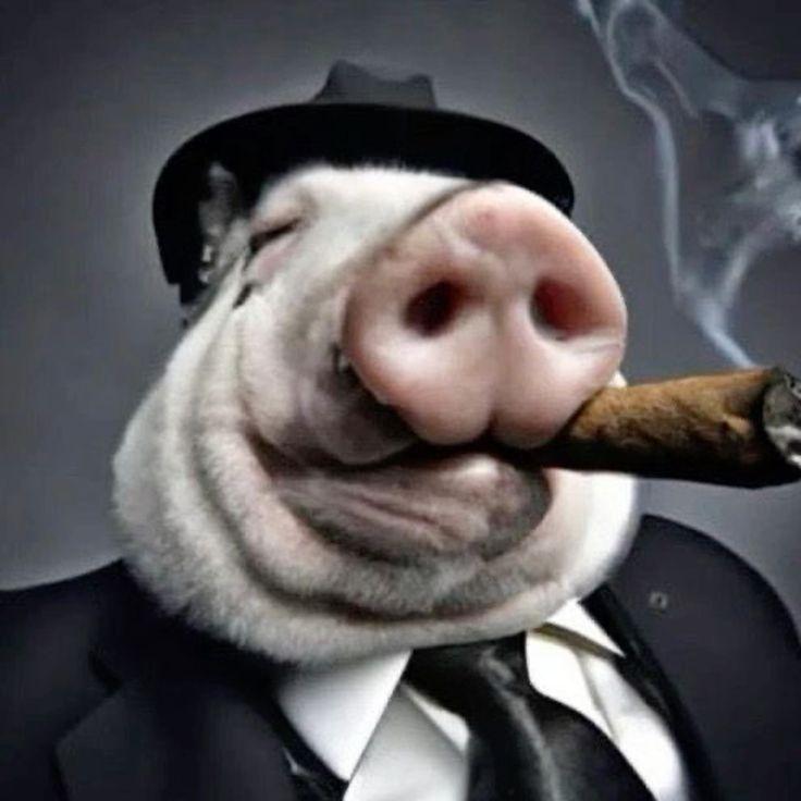 Strax-Naumov avatar