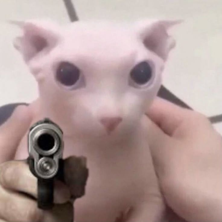 BingusDingus