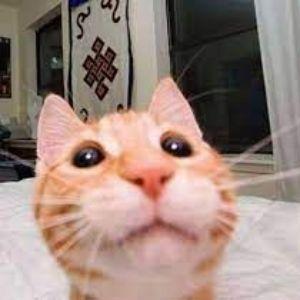pziz1337