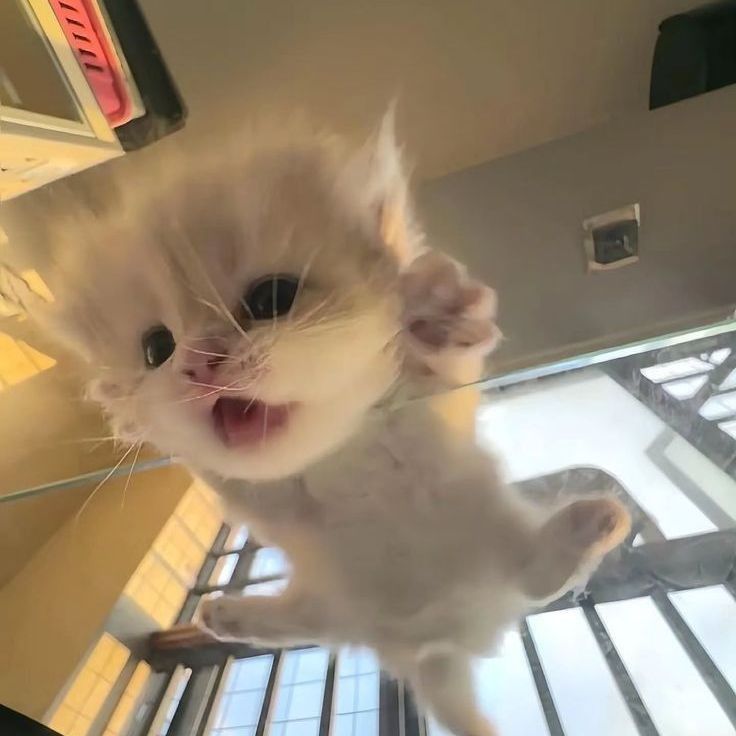 llitteh