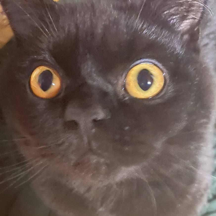 Musatta avatar