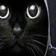 it_te avatar