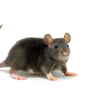 Sneaky Rats13