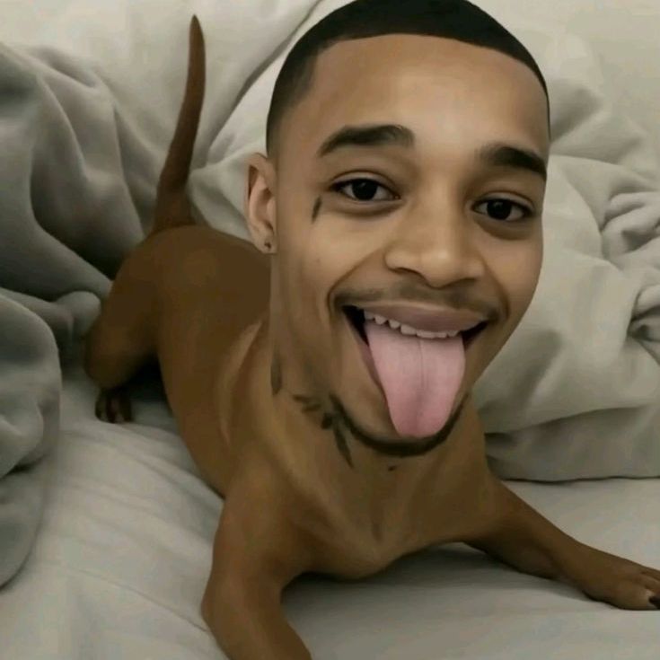 hsdog-_-