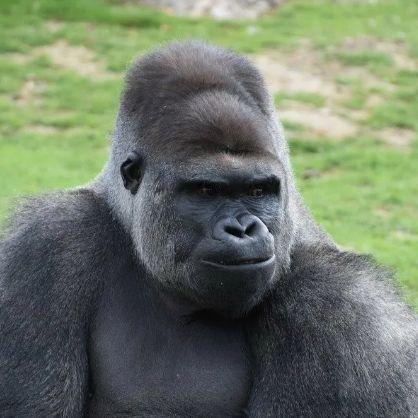 YA GORILLA