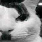 TvinGX avatar