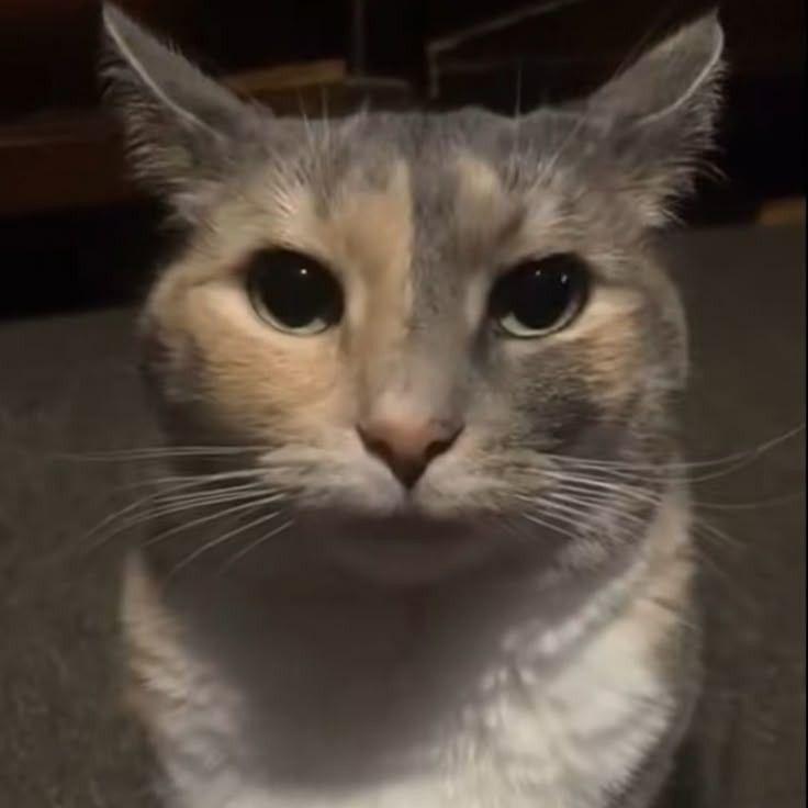 HellFireCat