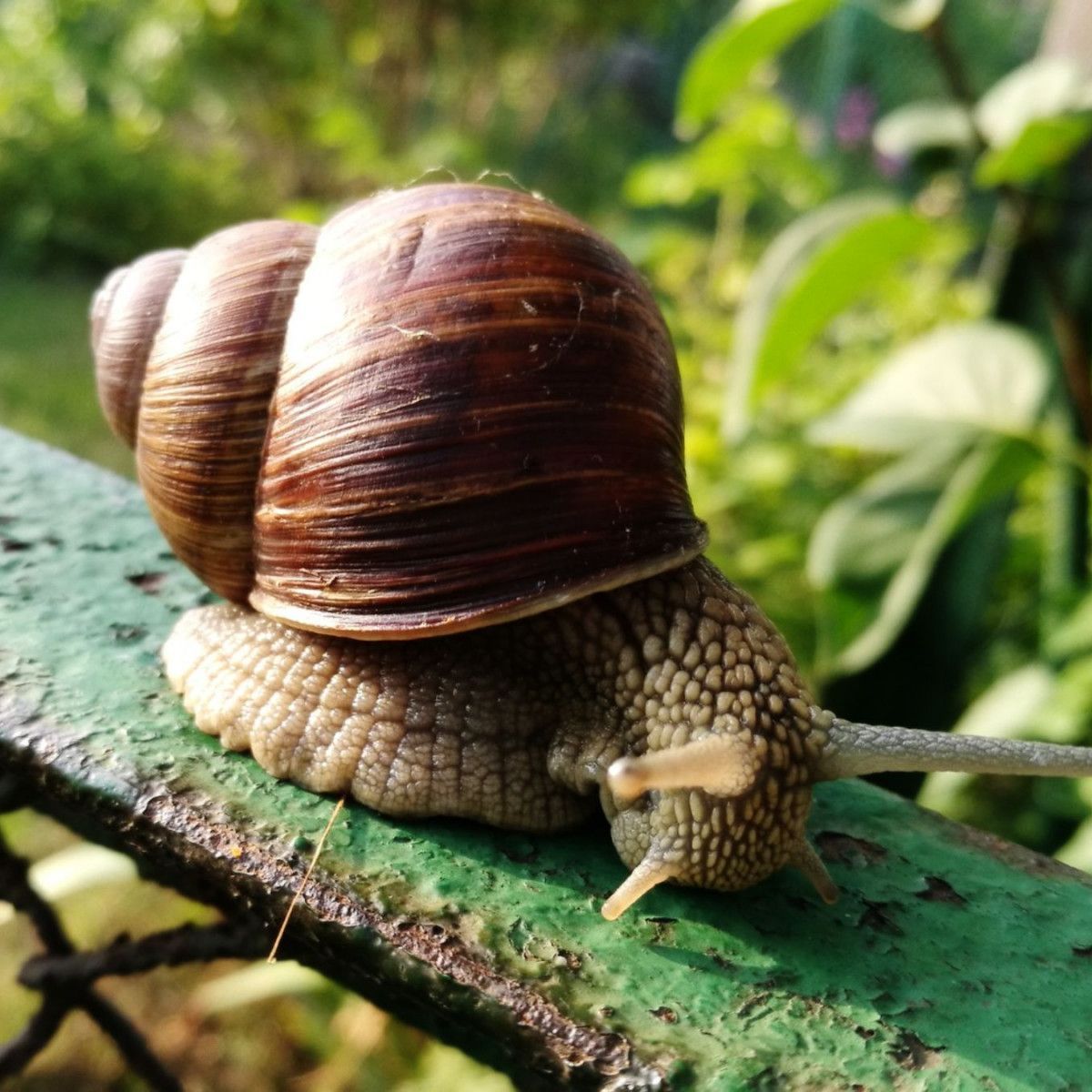 Chiocciola_