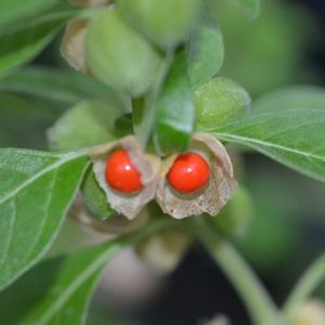 ASHWAGANDHA