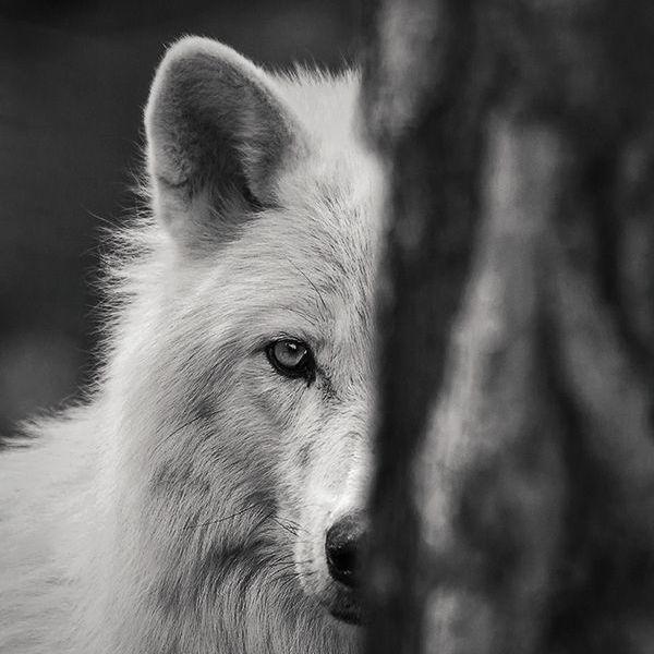 Diwolf77 avatar
