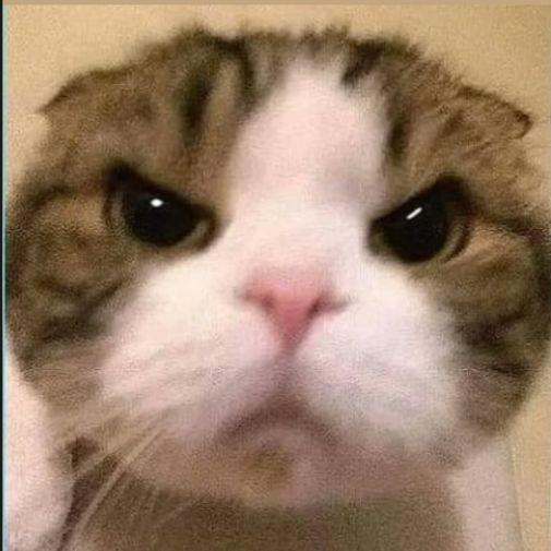 cemoshki avatar