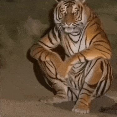 TIGERS