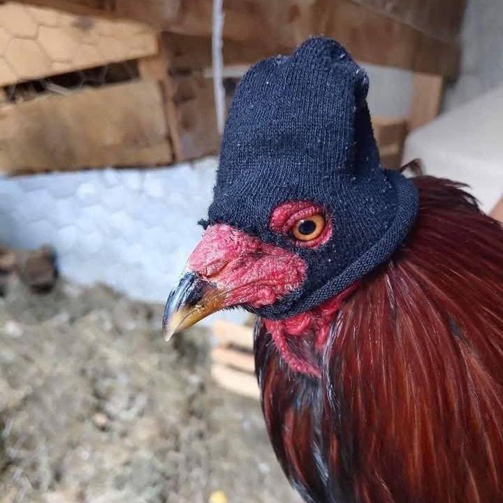 chili1g avatar