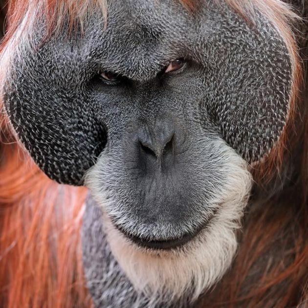 exoticmonkey