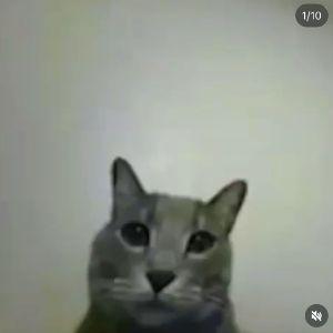 NIP_Xizt avatar