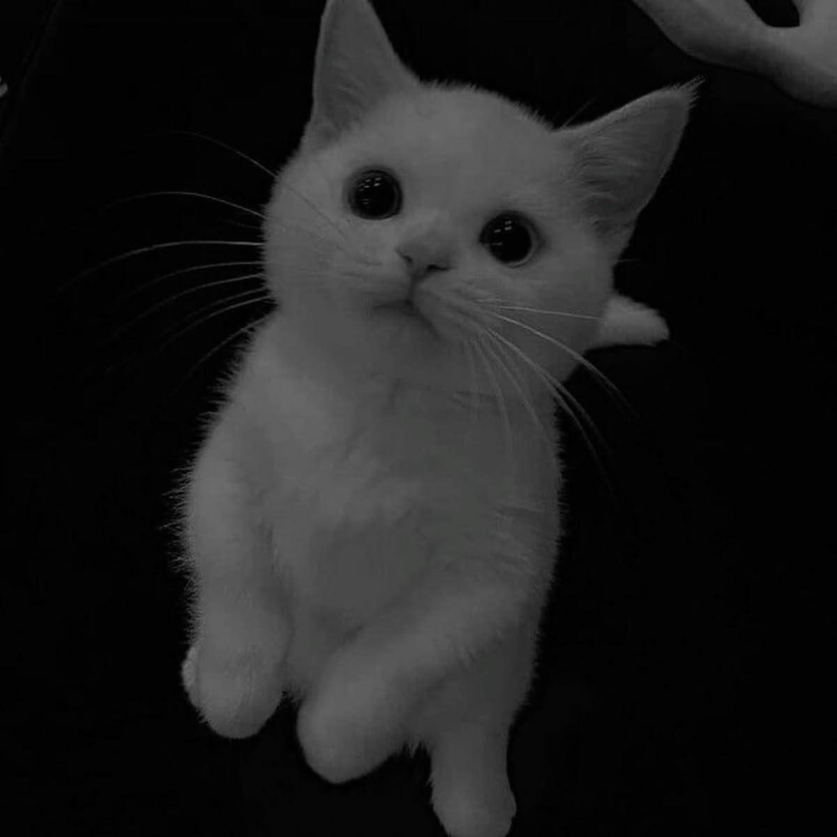 NQir_omg avatar