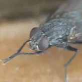 texmexi