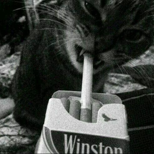 wstzyaN