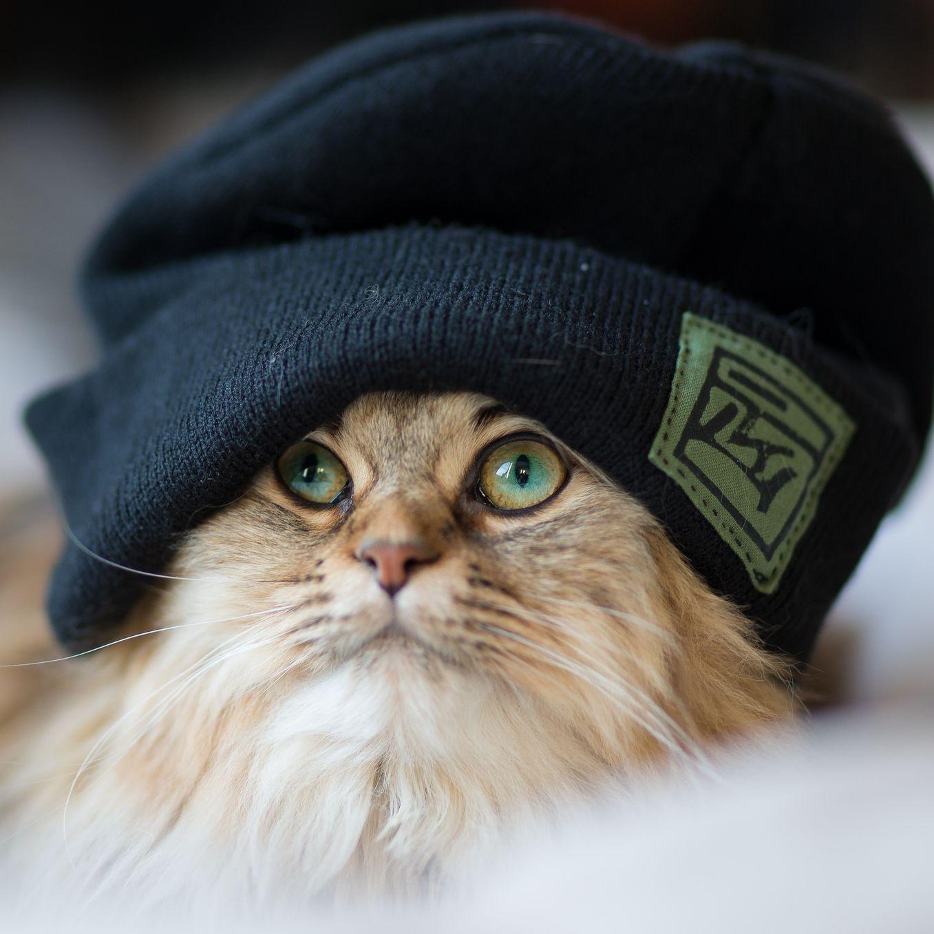 Кот в очках и шапке