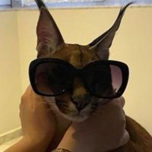 VIT9_P3N1S avatar
