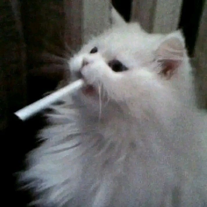 qvverkk