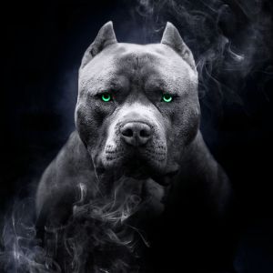 Duyma