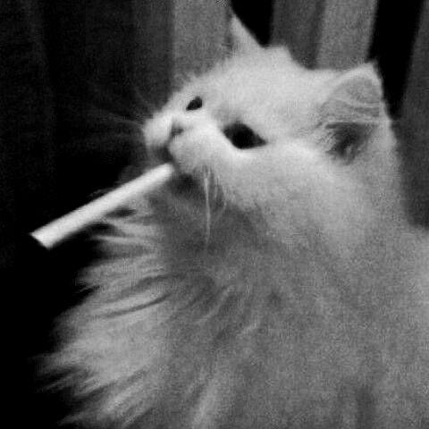 waIkizzezz avatar
