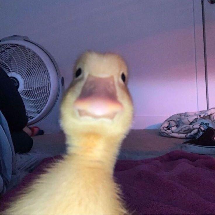 k0uxx avatar