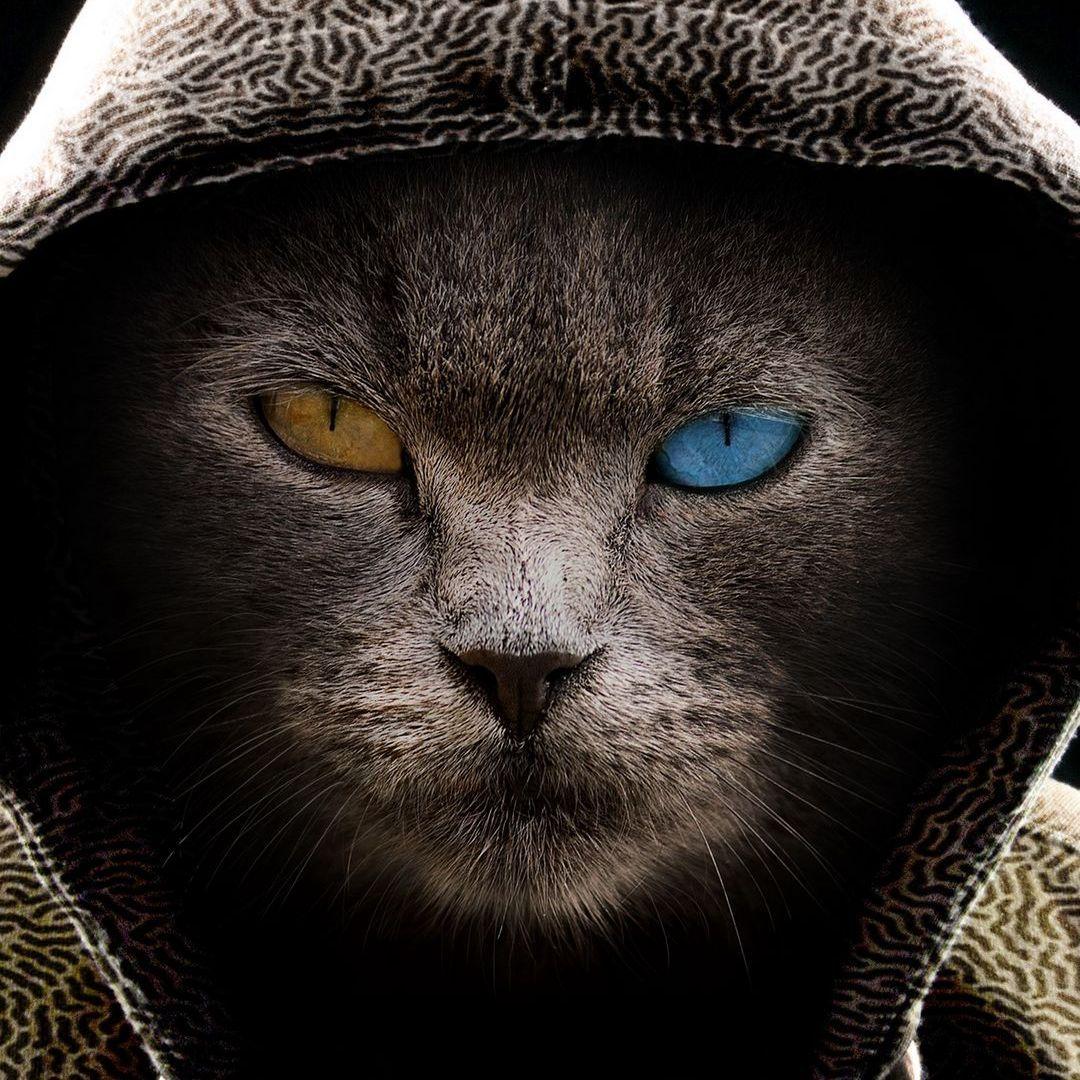 VFV avatar