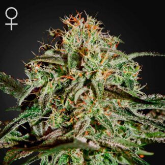 Cherry42O