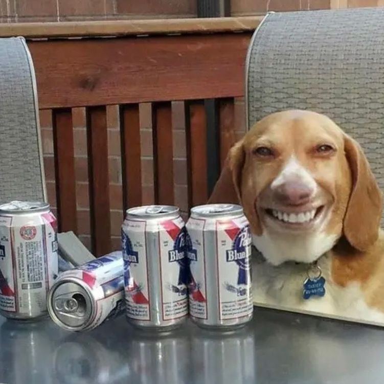 pbrdog