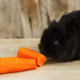 Carrot1245