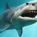 Shark_Winner avatar