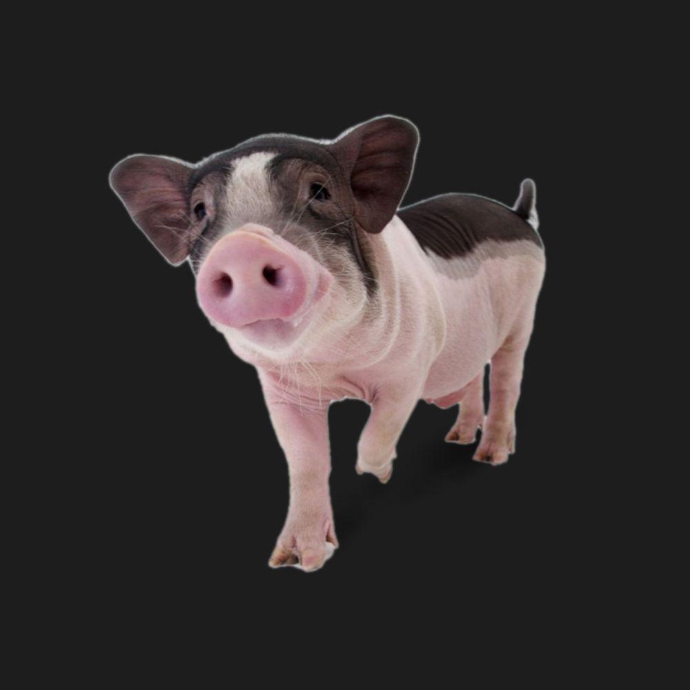 -minipig avatar