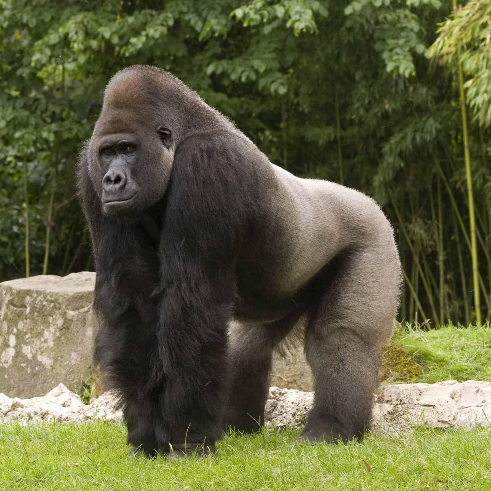 Apes