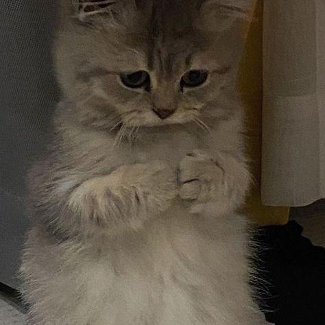 miqo123 avatar