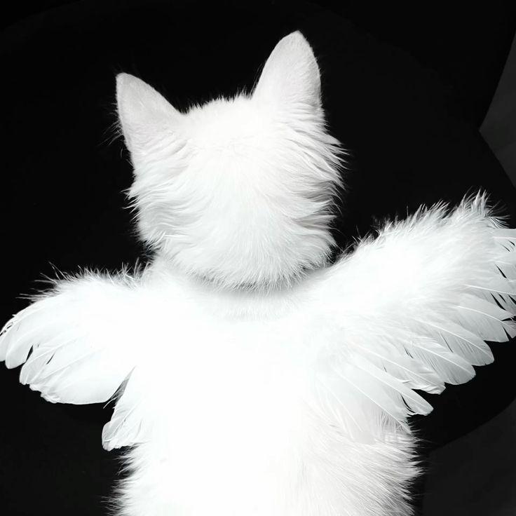kotenok avatar