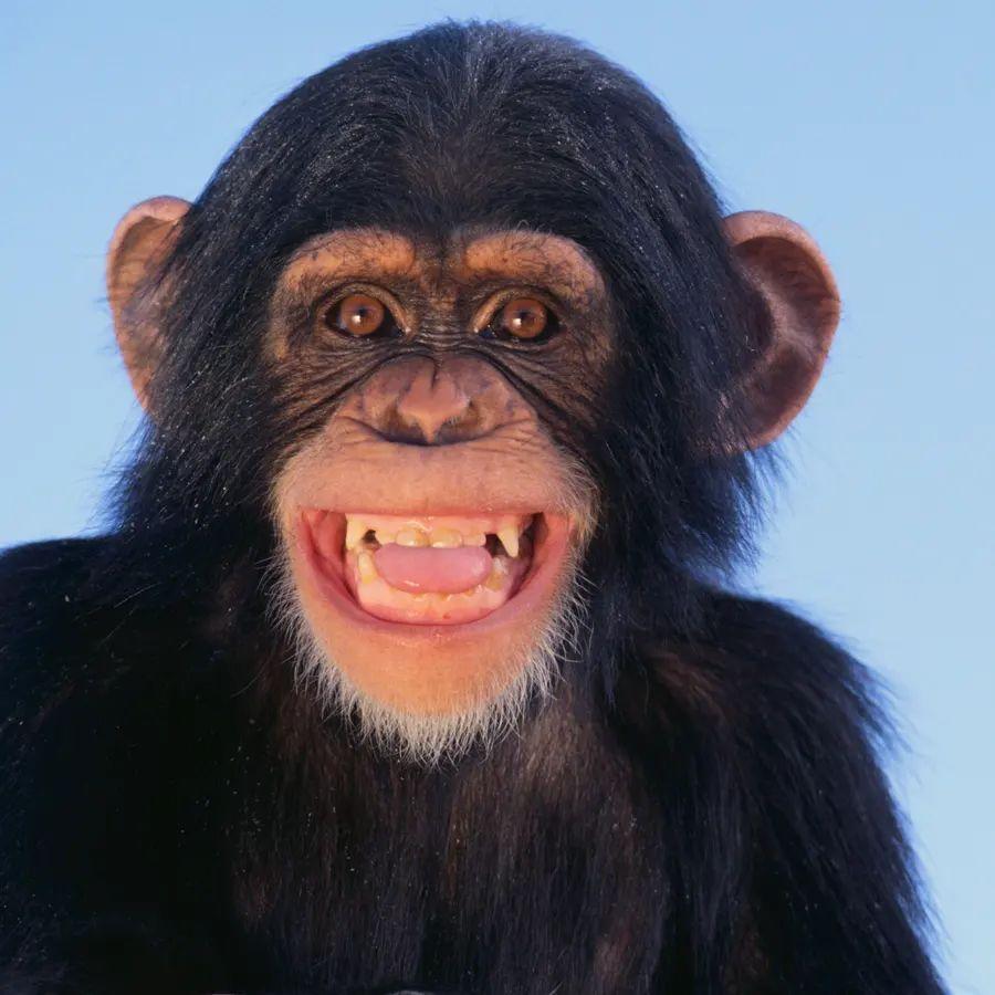 TottiNorge avatar