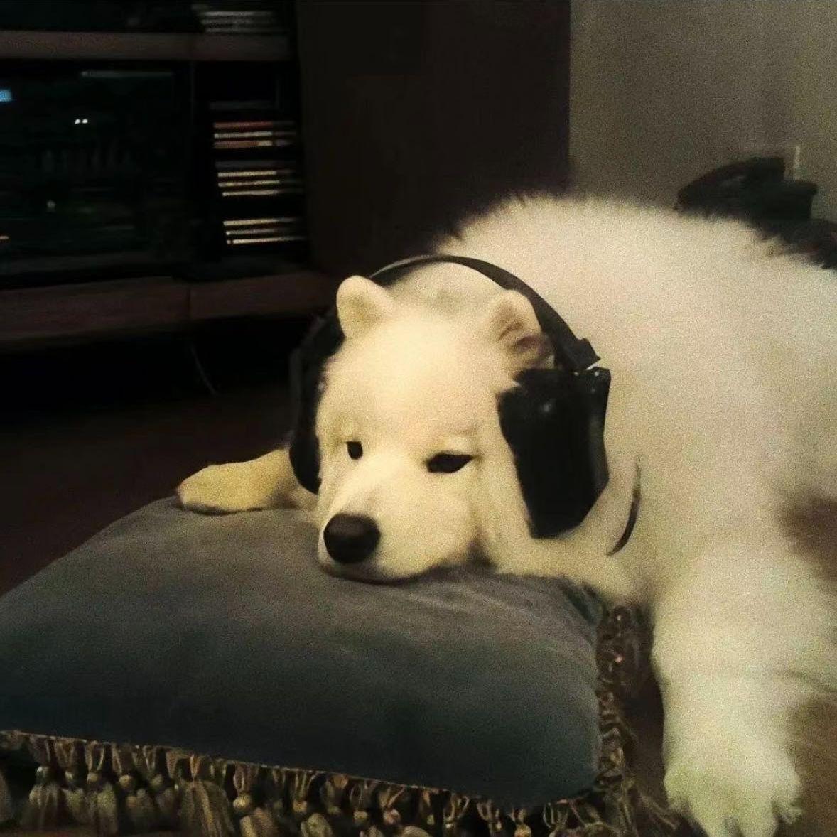 YYTAOTAO avatar
