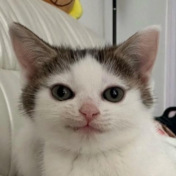 foxyWW avatar