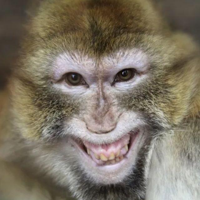 GU4ARA avatar