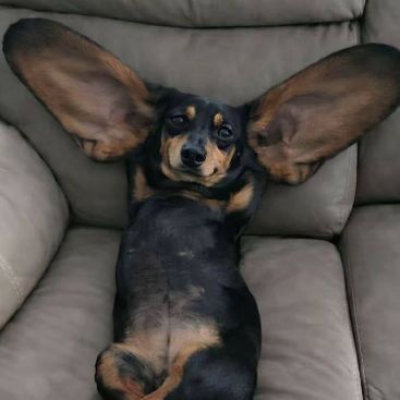 z1Roo0
