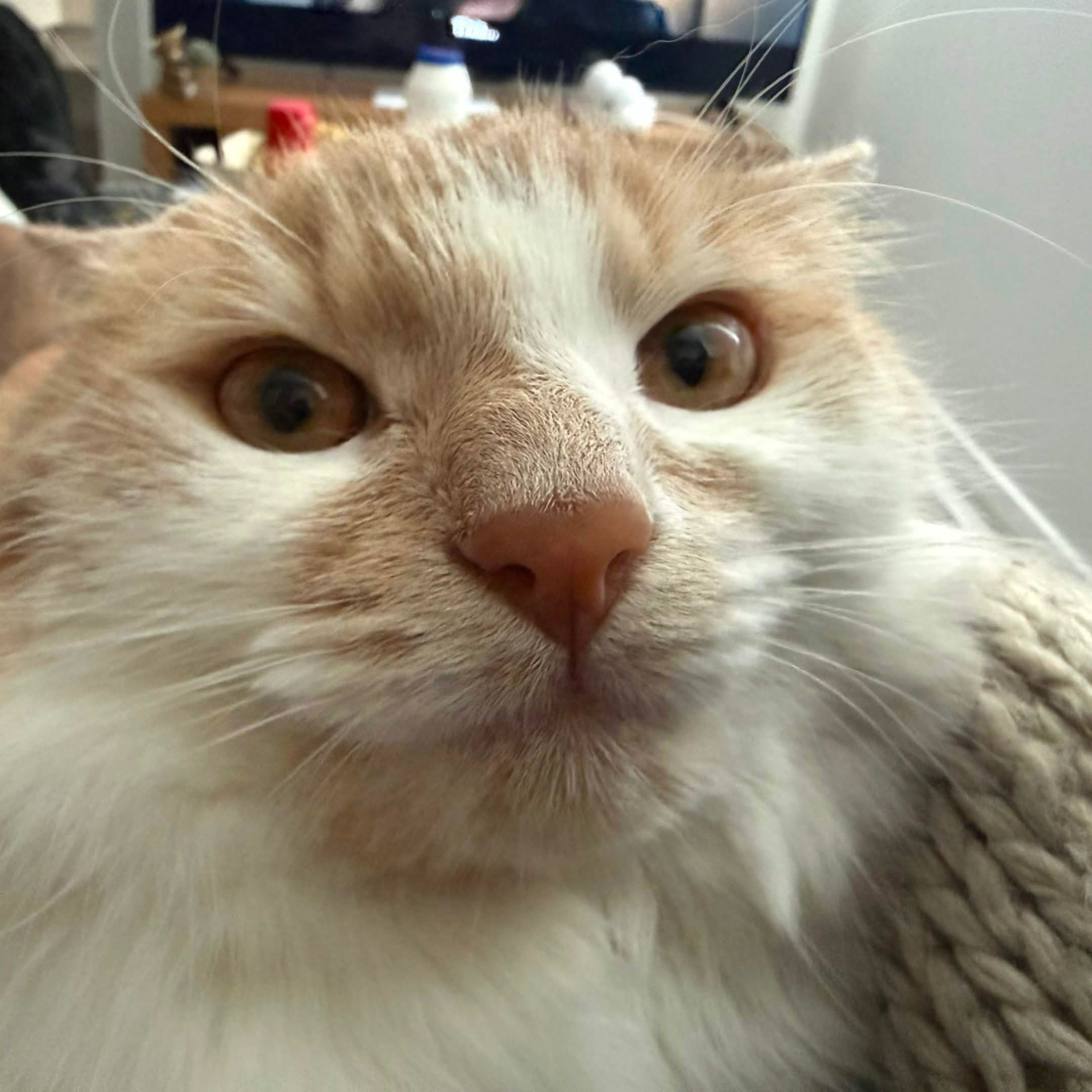OllieBean