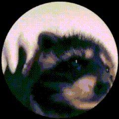 squeezer_