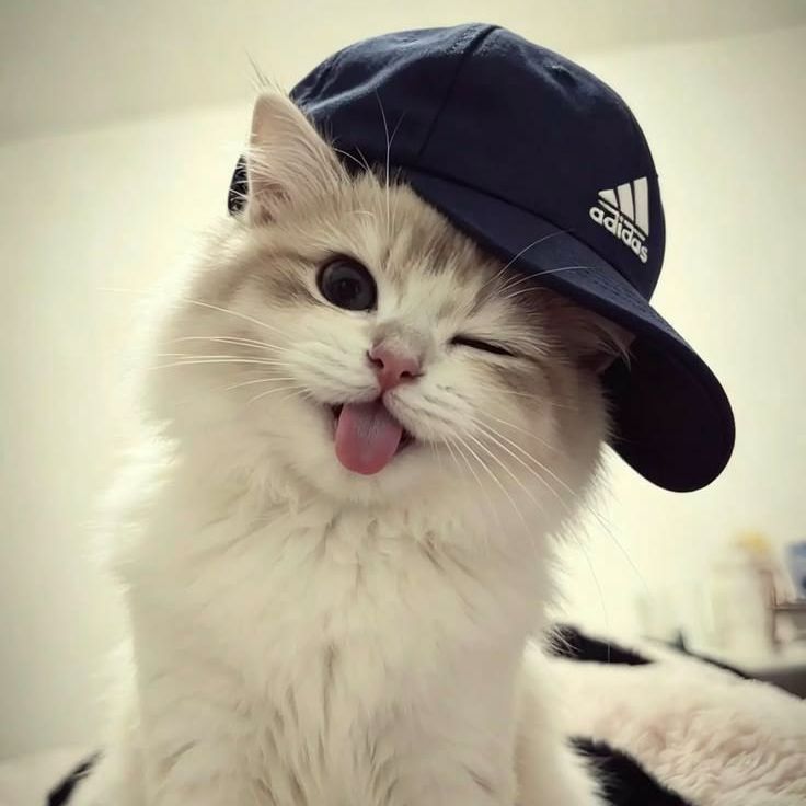 Tigrk