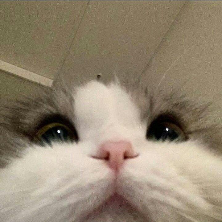 oopsik_meow avatar