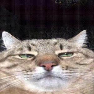 MrCatLol avatar