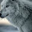 WhiteWolfAPR
