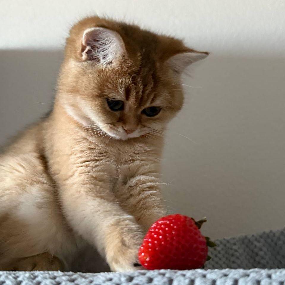 EtNbsie